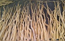 pasak_bumi_obat_kuat