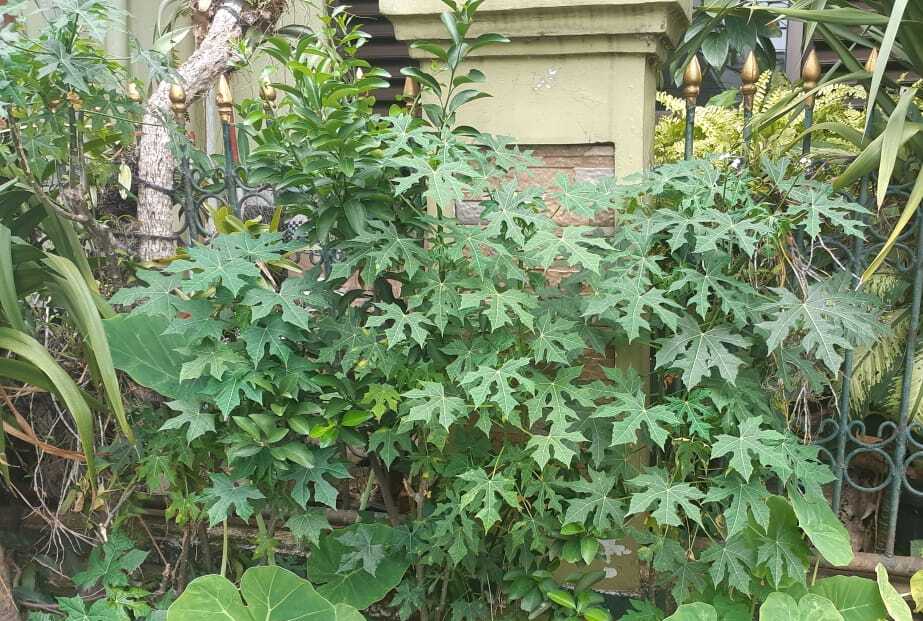 Manfaat Daun Pepaya Jepang – Jangan Takut Mengonsumsinya karena Racun ...