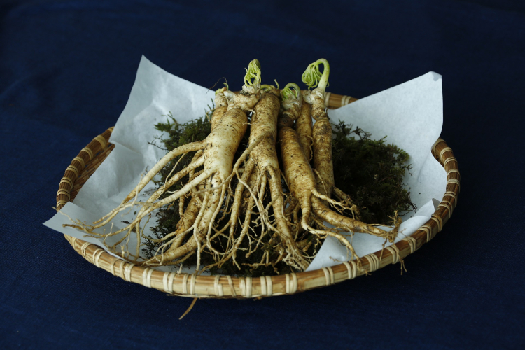 3 Manfaat Ginseng Yang Jarang Diketahui OTC Digest