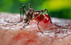 Penularan Virus Zika