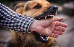 4 meninggal di Bima digigit anjing rabies