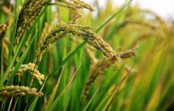 perubahan_iklim_kurangi_nutrisi_nasi_beras_oadi