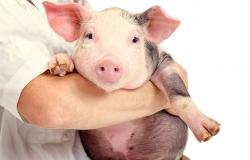 transplantasi jantung babi ke manusia yang pertama
