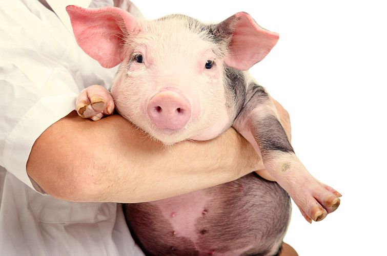 transplantasi jantung babi ke manusia yang pertama